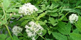 Actaea rubra forma neglecta